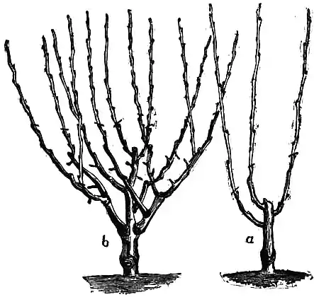 EB1911 Horticulture - Fig. 27.—Dwarf-Tree Pruning.jpg