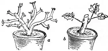 EB1911 Horticulture - Fig. 37.—Pelargonium.jpg