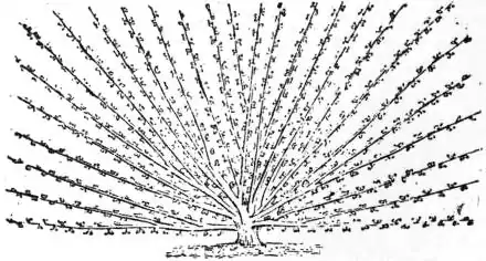 EB1911 Horticulture - Fig. 43.—Fan Training.jpg