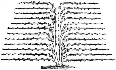 EB1911 Horticulture - Fig. 45.—Half-Fan Training.jpg