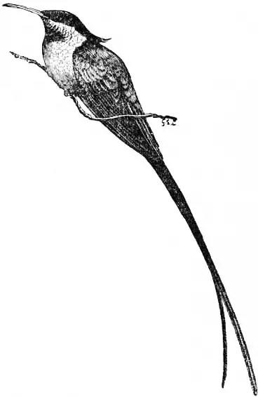 EB1911 Humming-bird - Fig. 1.—Aithurus polytmus.jpg