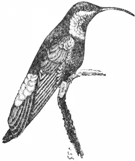 EB1911 Humming-bird - Fig. 2.—Eulampis jugularus.jpg