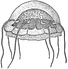 EB1911 Hydromedusae - Aeginura grimaldii.jpg