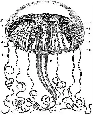 EB1911 Hydromedusae - Carmarina hastata.jpg