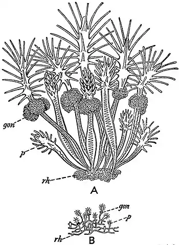 EB1911 Hydromedusae - Colonies of Clava.jpg