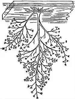 EB1911 Hydromedusae - Colony of Bougainvillea fruticosa.jpg