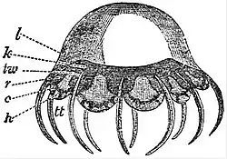 EB1911 Hydromedusae - Cunina rhododactyla.jpg