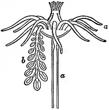 EB1911 Hydromedusae - Diagram of Tubularia indivisa.jpg