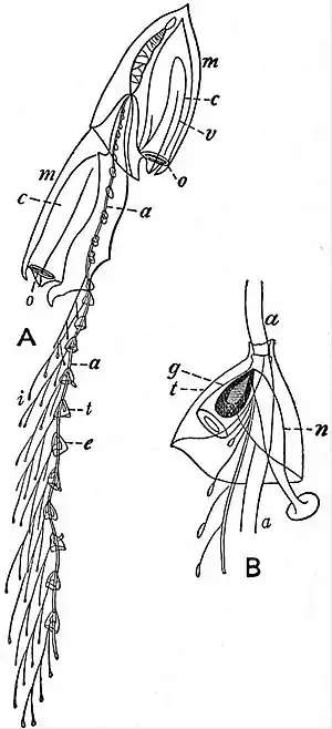 EB1911 Hydromedusae - Diphyes campanulata.jpg