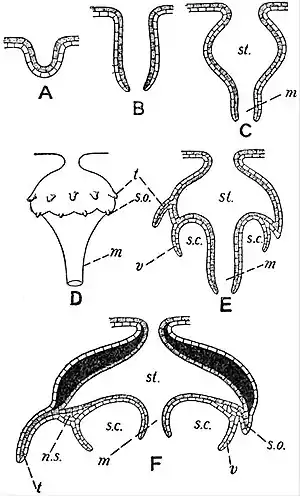 EB1911 Hydromedusae - Direct Budding of Cunina.jpg