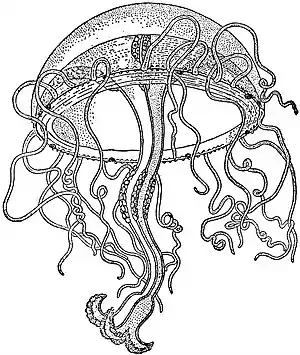 EB1911 Hydromedusae - Octorchandra canariensis.jpg