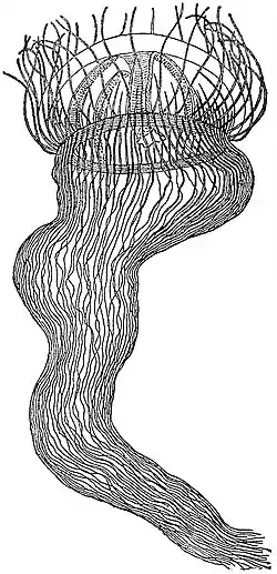 EB1911 Hydromedusae - Olindias mülleri.jpg