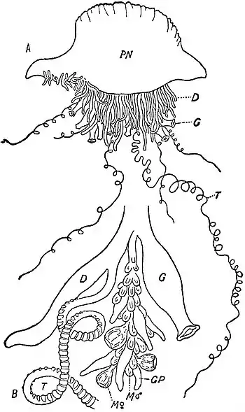 EB1911 Hydromedusae - Physalia anatomy.jpg