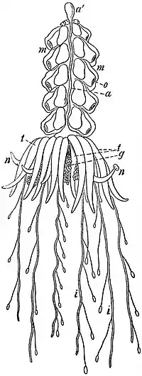 EB1911 Hydromedusae - Physophora hydrostatica.jpg