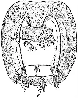 EB1911 Hydromedusae - Rathkea octonemalis.jpg