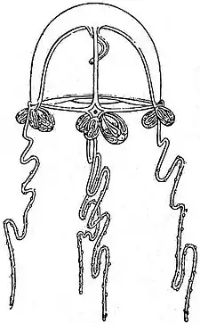 EB1911 Hydromedusae - Sarsia prolifera.jpg