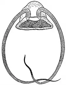 EB1911 Hydromedusae - Solmundella bitentaculata.jpg