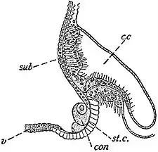 EB1911 Hydromedusae - Statocyst of Mitrocoma annae.jpg