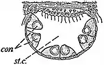 EB1911 Hydromedusae - Statocyst of Octorchis.jpg