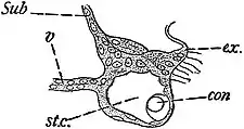 EB1911 Hydromedusae - Statocyst of Phialidium.jpg