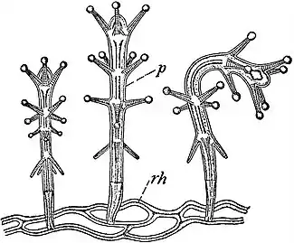 EB1911 Hydromedusae - Stauridium productum.jpg