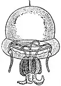 EB1911 Hydromedusae - Stomotoca divisa.jpg