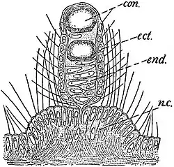 EB1911 Hydromedusae - Tentaculocyst of Cunina lativentris.jpg