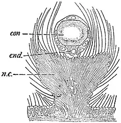 EB1911 Hydromedusae - Tentaculocyst of Cunina solmaris.jpg