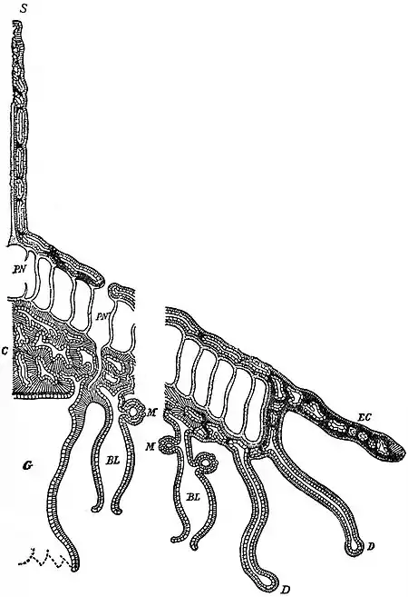 EB1911 Hydromedusae - structure of Velella.jpg