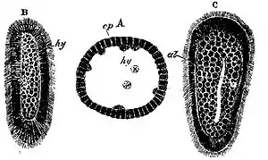 EB1911 Hydrozoa Fig. 1.JPG