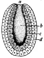 EB1911 Hydrozoa Fig. 2.JPG