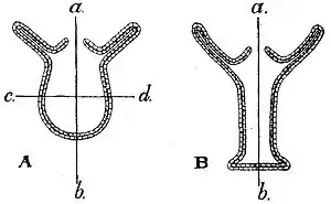 EB1911 Hydrozoa Fig. 3.JPG