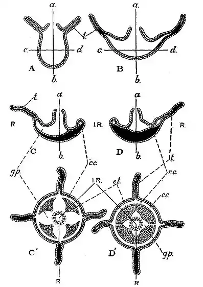 EB1911 Hydrozoa Fig. 4.JPG