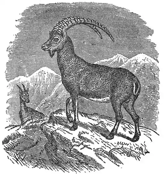 EB1911 Ibex (Capra ibex).jpg