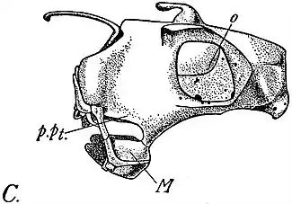 EB1911 Ichthyology - Chondrocranium etc. of Chimaera.jpg