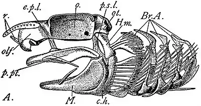 EB1911 Ichthyology - Chondrocranium etc. of Scyllium.jpg