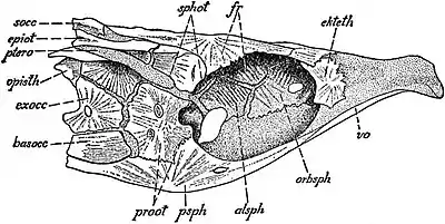 EB1911 Ichthyology - Chondrocranium of Salmon.jpg