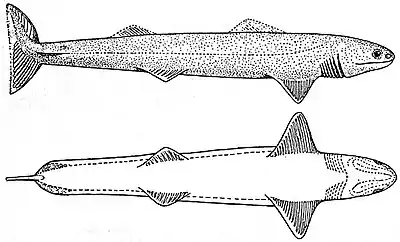 EB1911 Ichthyology - Cladoselache.jpg