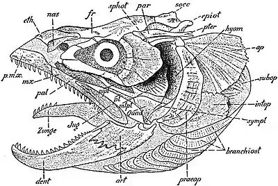 EB1911 Ichthyology - Complete Skull of Salmon.jpg