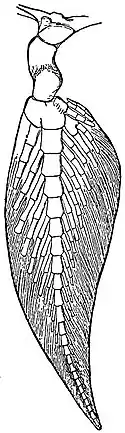 EB1911 Ichthyology - Fore-limb of Ceratodus.jpg