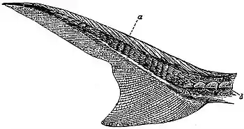 EB1911 Ichthyology - Heterocercal Tail of Acipenser.jpg