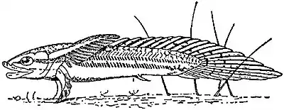 EB1911 Ichthyology - Larva of Polypterus.jpg