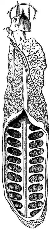 EB1911 Ichthyology - Lung of Neoceratodus.jpg