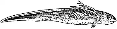 EB1911 Ichthyology - Thirty Days’ Larval Lepidosiren.jpg