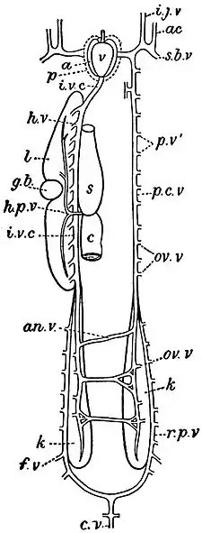 EB1911 Ichthyology - Venous System of Protopterus.jpg