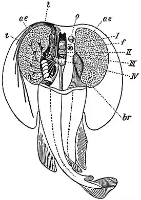 EB1911 Ichthyology - View of Torpedo.jpg