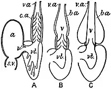 EB1911 Ichthyology - condition of the Conus.jpg