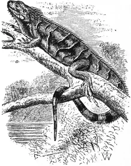 EB1911 Iguana Fig. 1.jpg