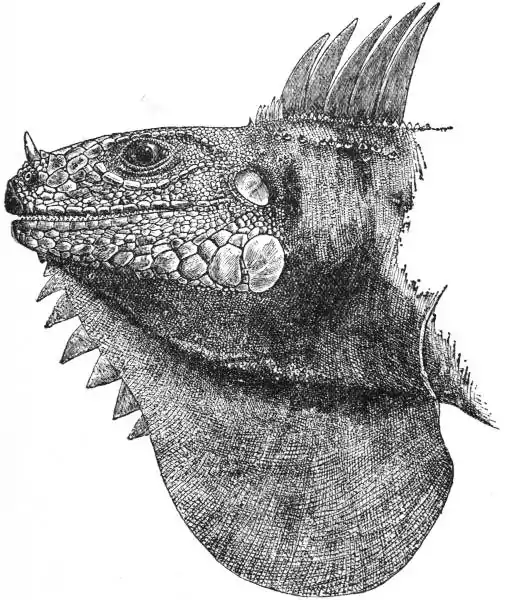 EB1911 Iguana Fig. 2.—Head of Iguana rhinolophus.jpg