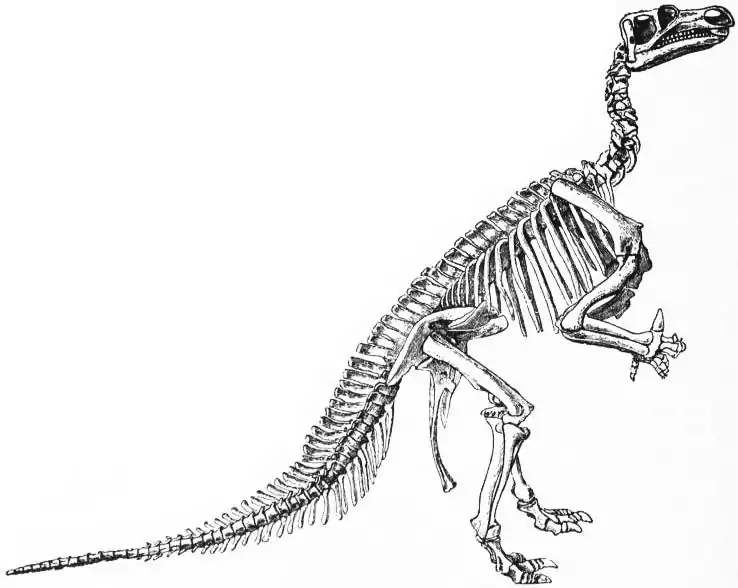 EB1911 Iguanodon - Skeleton of Iguanadon bernissartensis.jpg